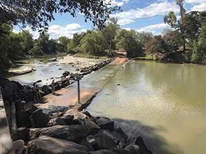 kakadu