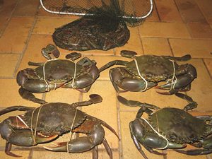 prawns and crabs on foot moreton bay