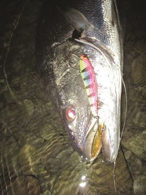 good fishing lures jewfish