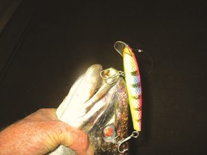 good fishing lures jewfish