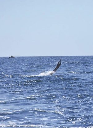 cape york sailfish