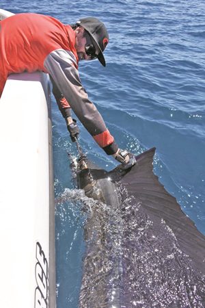 cape york sailfish