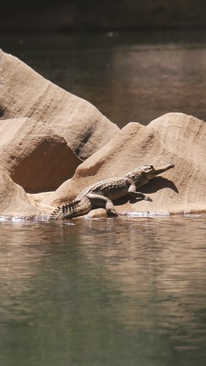 crocodiles cape york