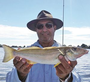 whiting on surface lure