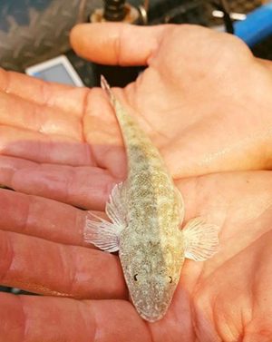 dusky flathead stocking nsw