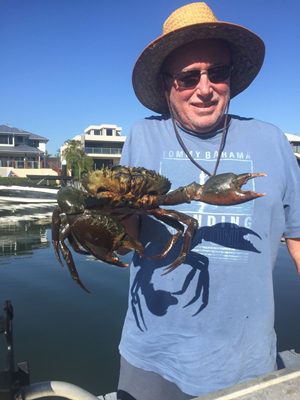 mud crabs good target gold coast