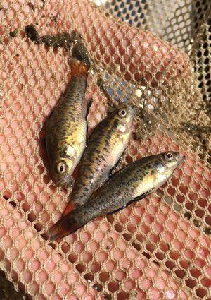 fish rescued nsw