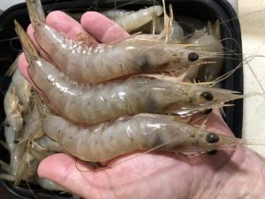 Banana prawns from southern Moreton Bay.