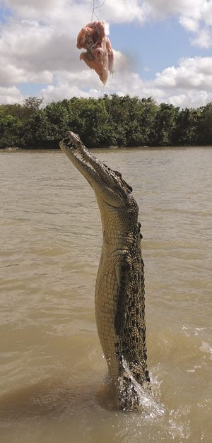 northern australia crocodile
