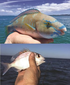 fishing peel island moreton bay