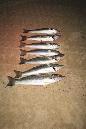 beach whiting tactics fishing